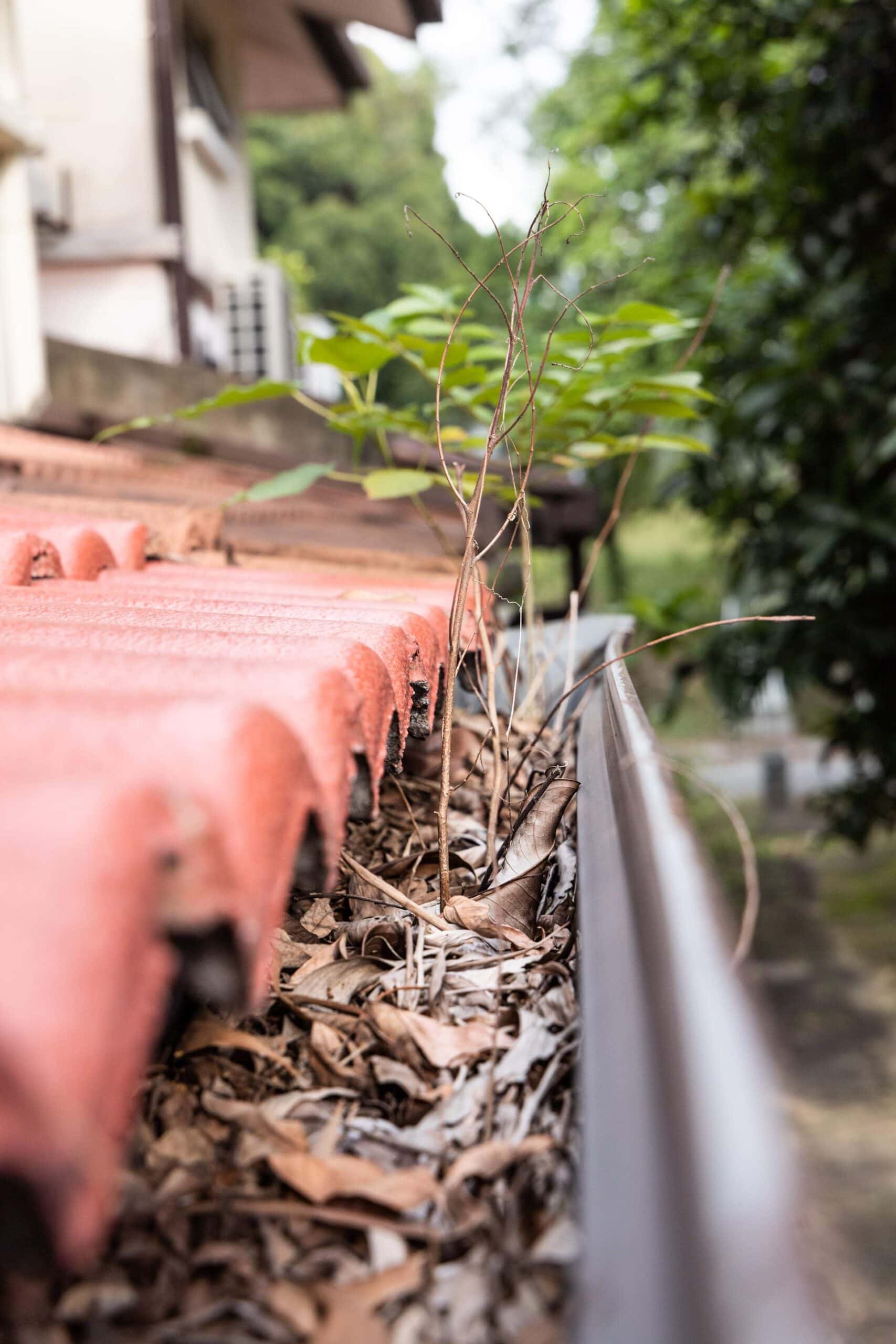 close up of clogged roof rain gutter full of dry leaves